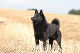 SCHIPPERKE 443